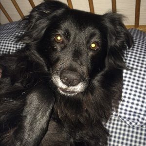 Meet your Posher, Cat